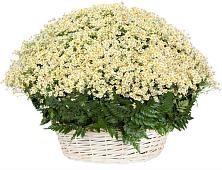 Цветочная композиция из Ромашки в корзине #REPLACE_PRED# Верхние Серги
